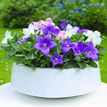 Balloon Flower Bonsai Seeds for a lasting addition to the Stunning Garden Blooms