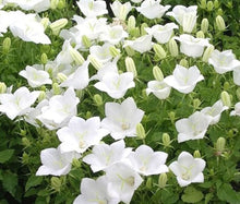 Bellflower Campanula Carpatica White Flower Seeds for Planting – Compact Variety for Garden Borders and Containers