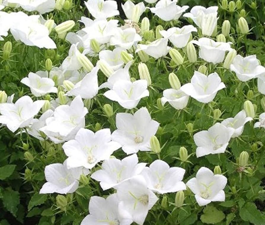 Bellflower Campanula Carpatica White Flower Seeds for Planting – Compact Variety for Garden Borders and Containers