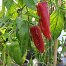 Sweet Mohawk Pepper Seeds prized among growers for rare Organic Culinary Gardening
