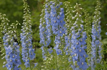 Delphinium Consolida Rakete Rittersporn Seeds for a colorful addition to any planting