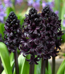 Black Hyacinth Seeds for a colorful addition to any planting