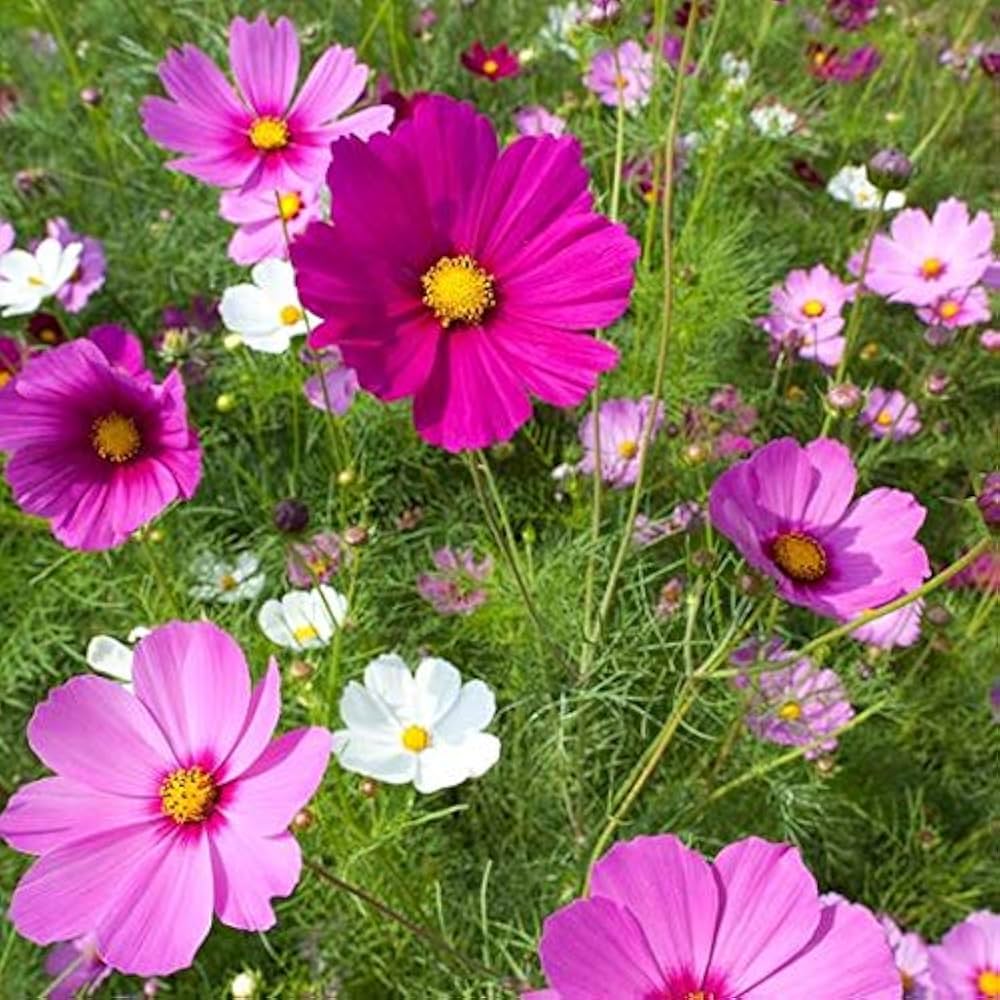 Purple cosmos Cosmos bipinnatus flower seeds for planting in backyard gardens - for planting in home garden