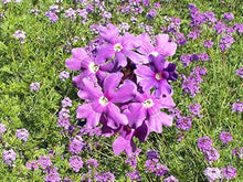 Moss Verbena Seeds (Verbena tenuisecta) for growers filling out the Flower Garden