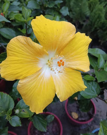White Yellow Hibiscus Seeds (Hibiscus rosa-sinensis) for a bright addition to the tropical landscaping and potted garden use