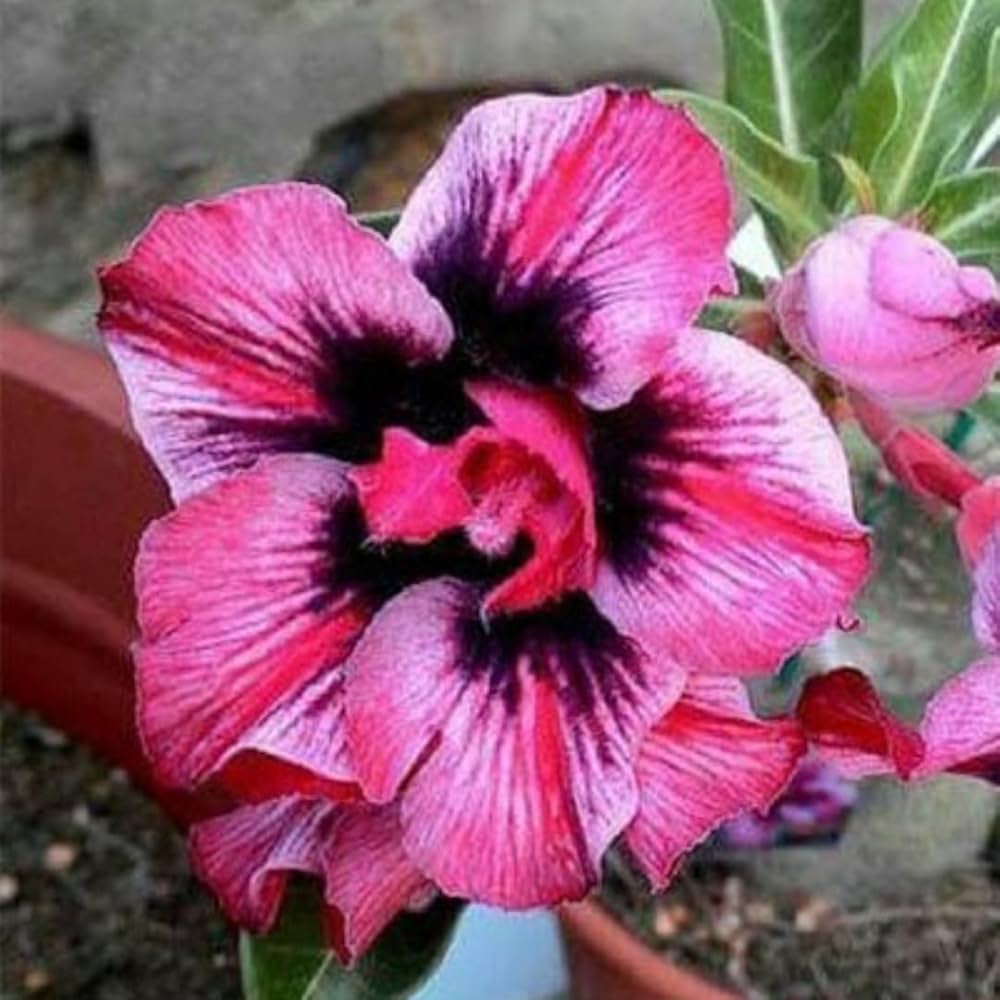 Adenium Desert Rose Pink Rare Flower - for planting in home garden