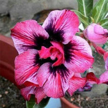 Adenium Desert Rose Pink Rare Flower - for planting in home garden