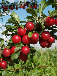 Red (Plum Prunus domestica fruit tree) for planting in garden