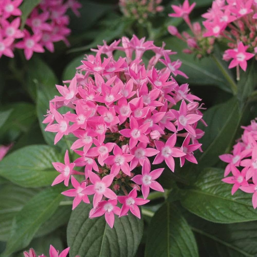 Penta Flower Seeds Penta lanceolata for planting in flower bed