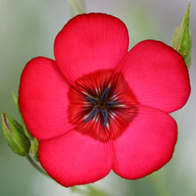 Annual Red Linum Rubrum Flower Scarlet Flax Seeds for gardeners building out beds and borders