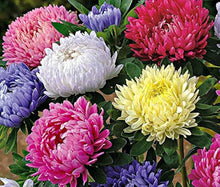 Aster Crego Mix Seeds for reliable seasonal color