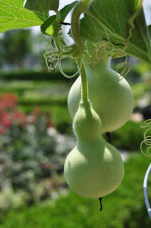 Bird House Bottle Pumpkin Seeds (Lagenaria siceraria) for growers stocking the vegetable patches and ornamental gardens