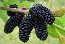 Mulberry Seeds (Morus spp.) for sweet homegrown fruit in the fruit gardens and landscapes