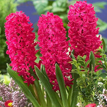 Army Green: New Hyacinthus Orientalis Seeds for long-term planting in the yard