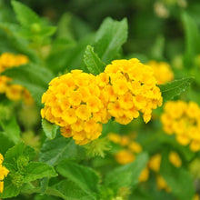 Yellow Lantana Camara flower seeds