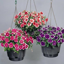 Flix Mix Petunia Petunia for planting in flower bed