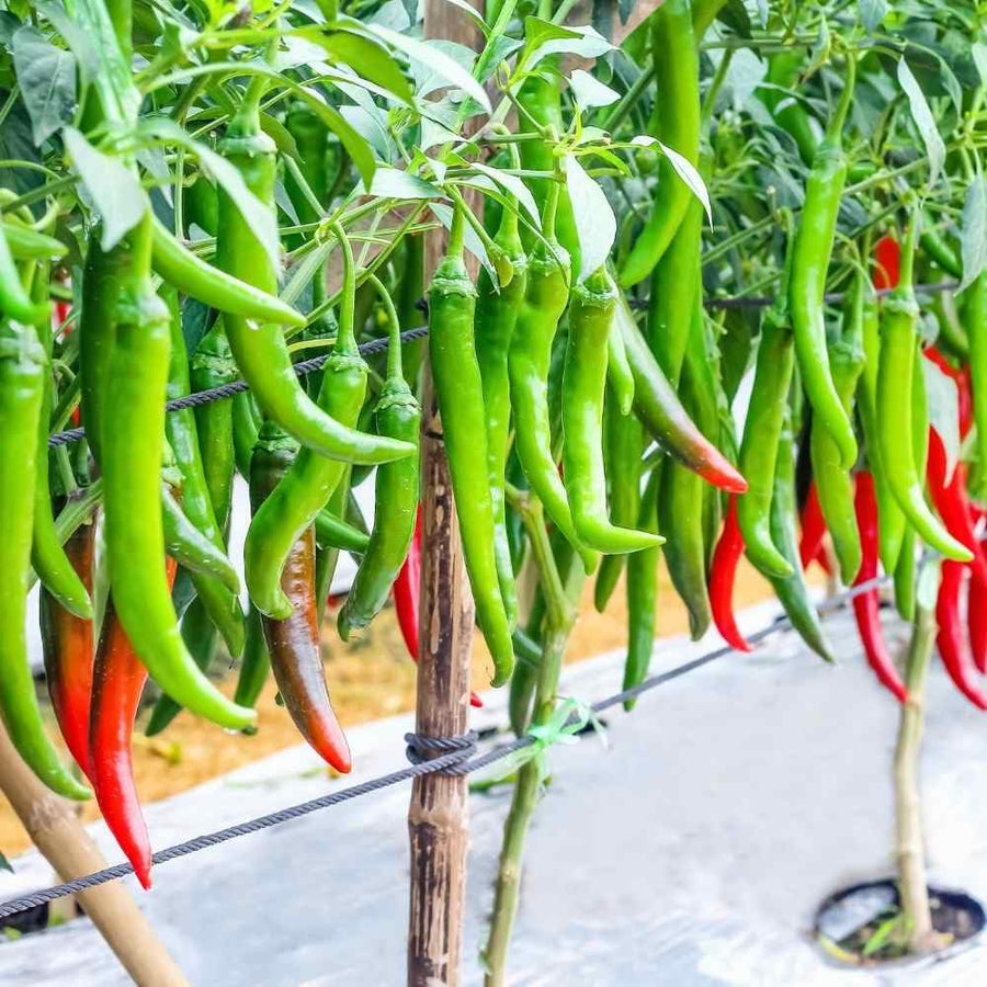 Apache red chilli seeds for container gardening