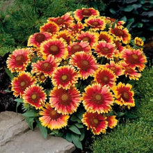 Gaillardia Dazzler Blanket Seeds for reliable seasonal color