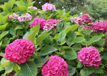 Pink Hydrangea Seeds for a lasting addition to the landscape