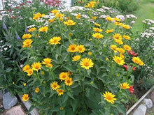 Summer Sun Sundrops Yellow Seeds known for bright Yellow Flowers