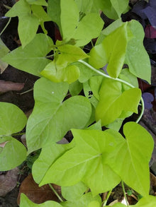 High Yield L Gums Seeds Pomoea Potato Seeds Sweet Potato Plant G Ante L Gum Edible Green Leaves age Of  Ornamental Garden Plant Garden Plant Seeds