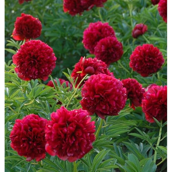 Heirloom Dark Red Peony Shrub Flower Seeds