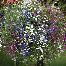 Lobelia String of Pearls mix seeds (Lobelia erinus) for trailing baskets or garden edges