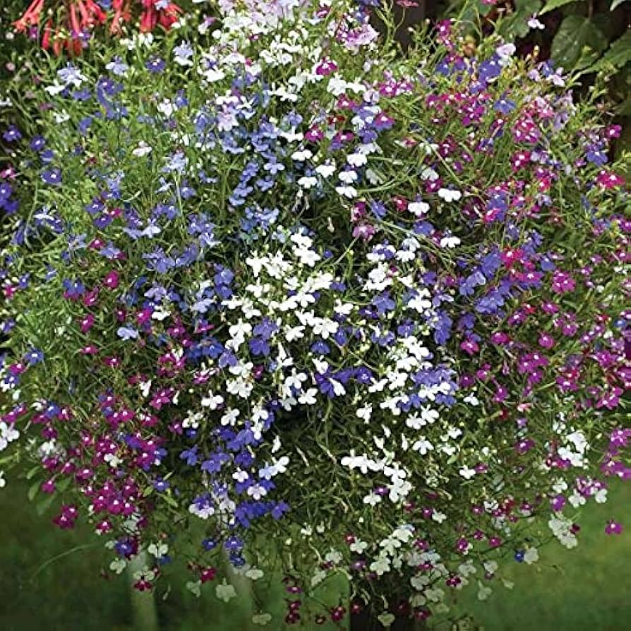 Lobelia String of Pearls mix seeds (Lobelia erinus) for trailing baskets or garden edges