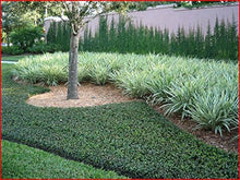 Arabian Jasmine Seeds (Jasminum sambac) for a lasting display in the Flower Bed & Garden