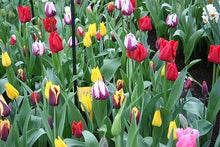 Tulip Seeds (Tulipa spp.) for seasonal color across the Flower Bed & Garden