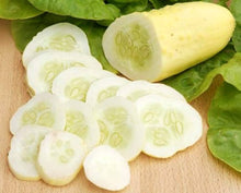 White Wonder Cucumber heirloom seeds for unique garden crops