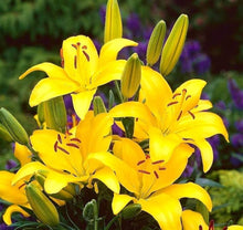 Yellow Heart Red Spots White Lily Seeds for colorful blooms in the Garden & Flower Bed