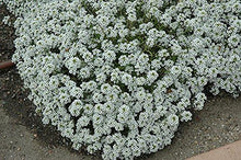 Alyssum Lobularia Maritima Seeds for a lasting display in the Border Pots