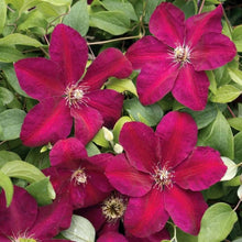 Clematis Flower ��������� Clematis spp. ��������� for planting in red garden