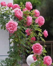 Climbing Rose Rosa Hybrida Pink flower Seeds for vertical growth across the backyard trellises and vertical gardens