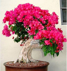 Bougainvillea Bougainvillea Glabra Bonsai Flower Seeds for Planting – Perfect for Balcony Garden and Miniature Landscaping