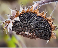 Sunflower Skyscraper Seeds for a bright addition to the Towering Garden Sunflowers