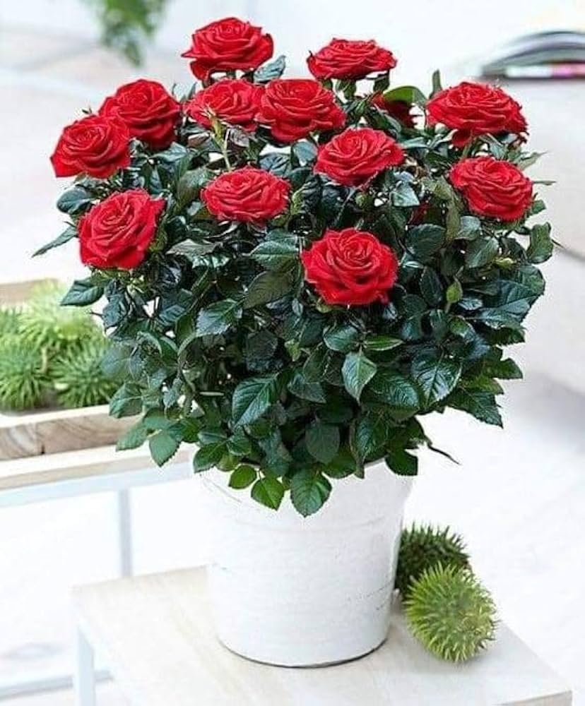 Midnight Supreme Rose Dark Rose Flower - for planting in home garden