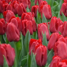 Double Tulip Seeds (Tulipa gesneriana) for colorful blooms in the colorful border and spring planting