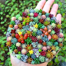Mini Rainbow Bonsai Seeds for long-term planting in the yard