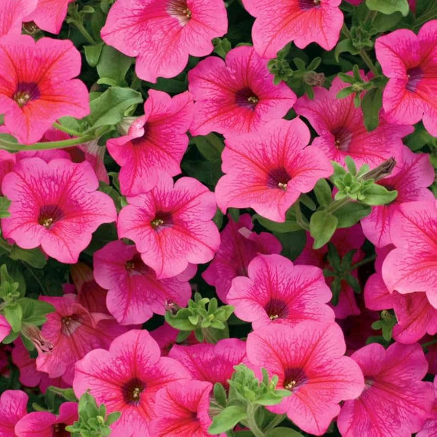 Petunia Flower ��������� Petunia spp. ��������� for planting in dark pink garden