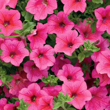 Petunia Flower ��������� Petunia spp. ��������� for planting in dark pink garden