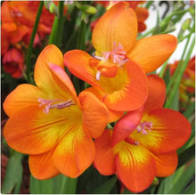 Freesia Seeds (Freesia spp.) for reliable seasonal color