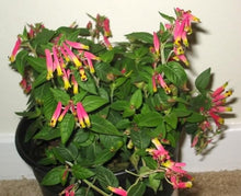 Cuphea Ignea Rose Seeds for seasonal color across the Flower Bed