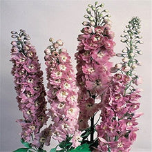 Delphinium Seeds for growers filling out the Home Garden Border