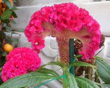 Cylindrica Seeds for colorful blooms in the flower beds and container gardens