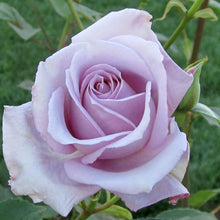 Light Purple Fire & Ice Rose Seeds for reliable seasonal color