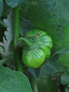 Solanum Aethiopicum Aubergine Seeds for reliable seasonal color
