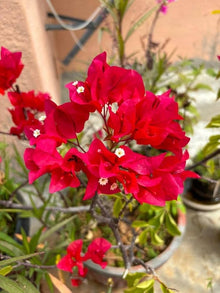 Red Bougainvillea Spectabilis Flower Seeds et  Ornamental Garden Plant Premium Quality Seeds