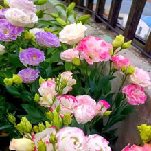 Rainbow Eustoma Seeds for seasonal color across the Garden